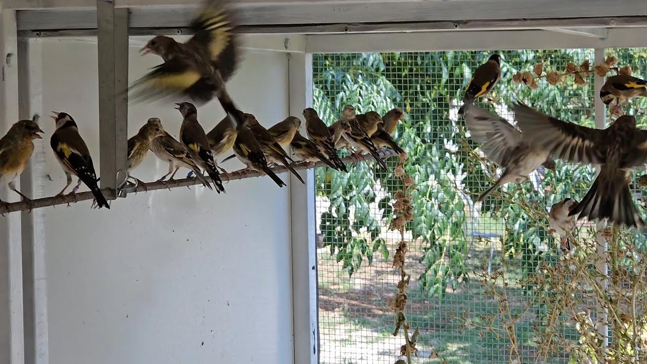 First Flight Excitement: Young Finches and Hybrids Take Their First Flight to the Skies