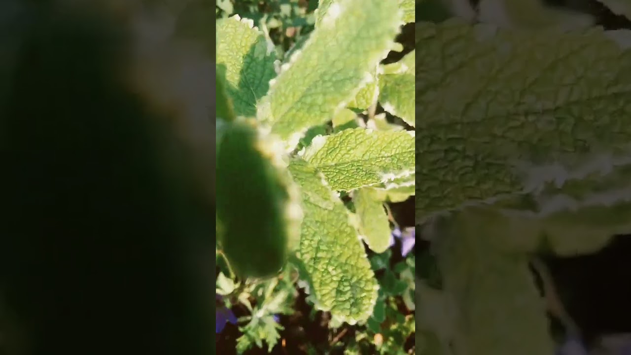 transitions! part 1/? #plant #transition