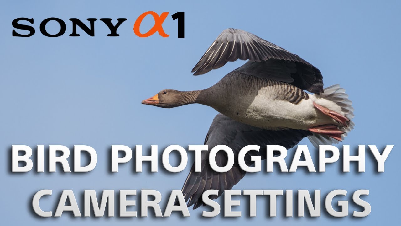 Фотосъемка птиц SONY a1 и настройки камеры. Объектив SONY 200-600 мм G. - MIDDLETON LAKES.