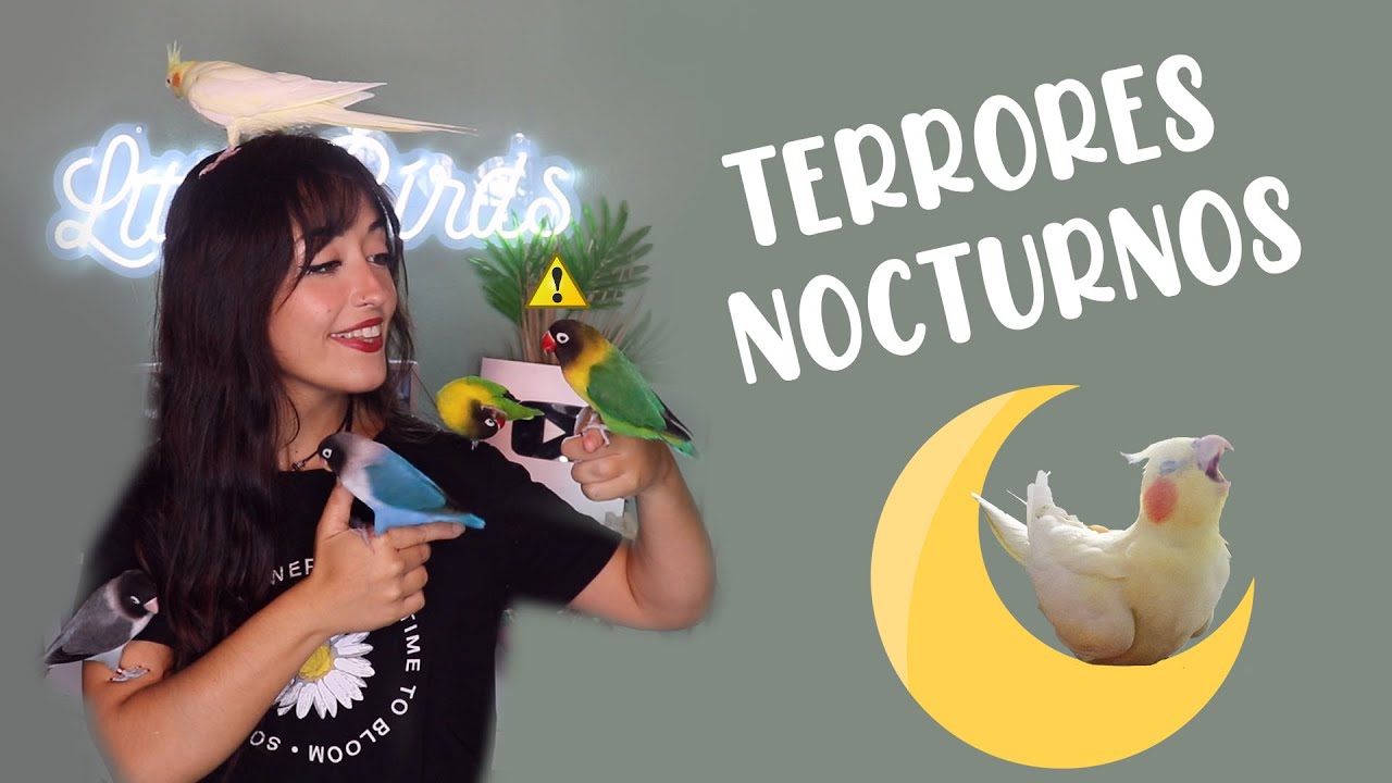 ¡Terrores nocturnos en nuestros loros!💥🌜😱