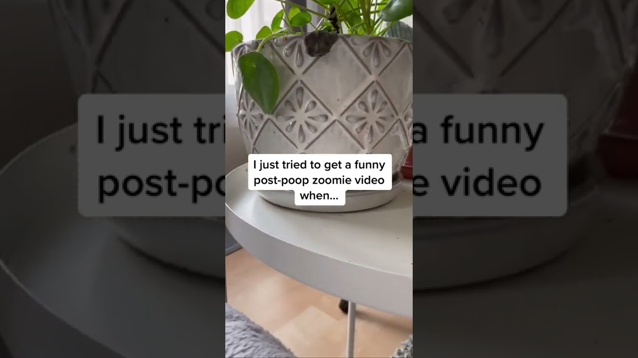 Libby Really Seized That Opportunity 😹 | CatManJohn