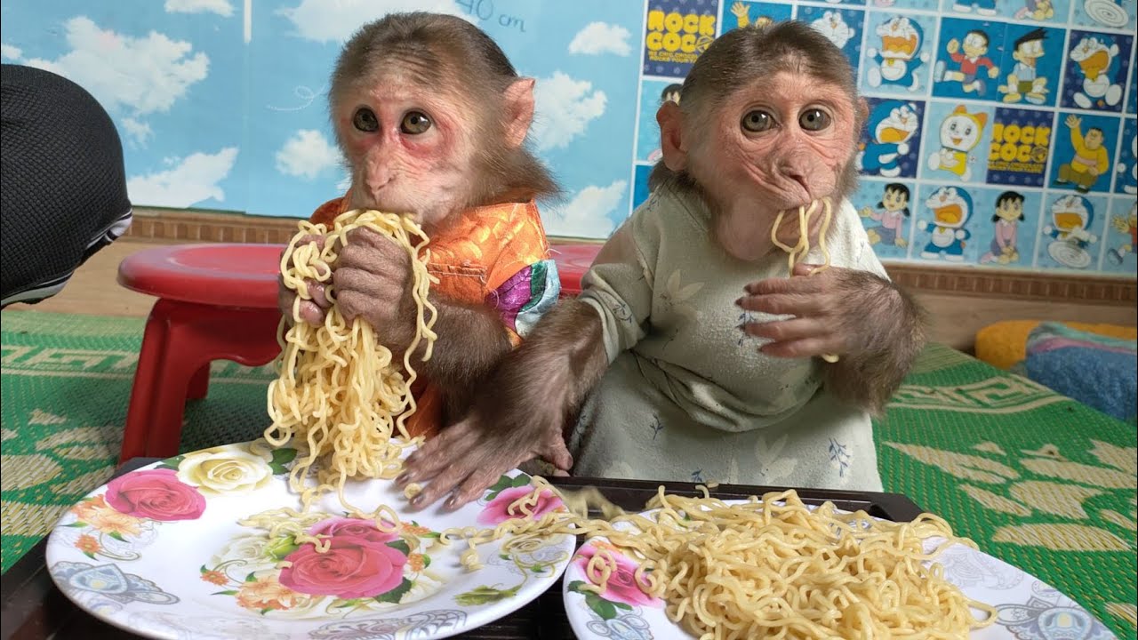 Mimi monkey greedy indiscriminate monkey Kuku polite neat for breakfast