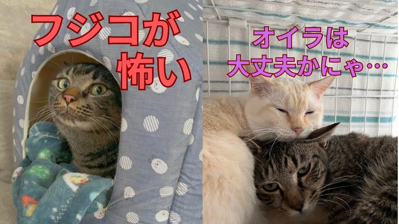 【83】預かりボラNに難題！何故それでも命を預かり続けるのか☆冷たい路上に倒れていたトト君がフワフワの甘えん坊君に♪