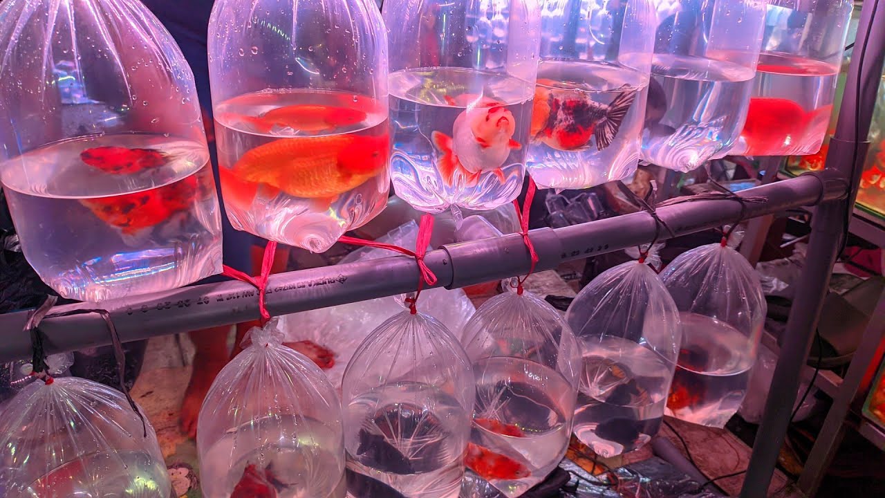 REVIEW IKAN HIAS KOKI RANCHU SAPI MUTIARA BALON SLAYER. STOK TERBARU 