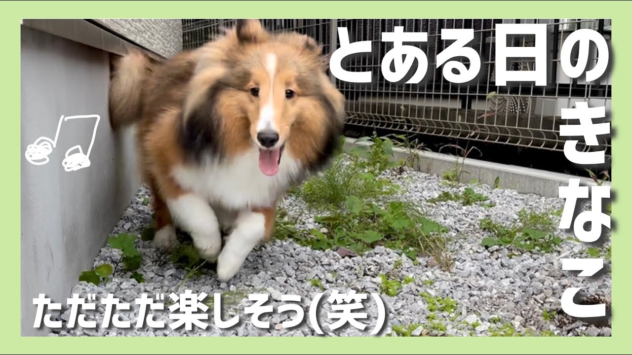 【生後8ヶ月】日常の愛しい一コマ #シェルティ 