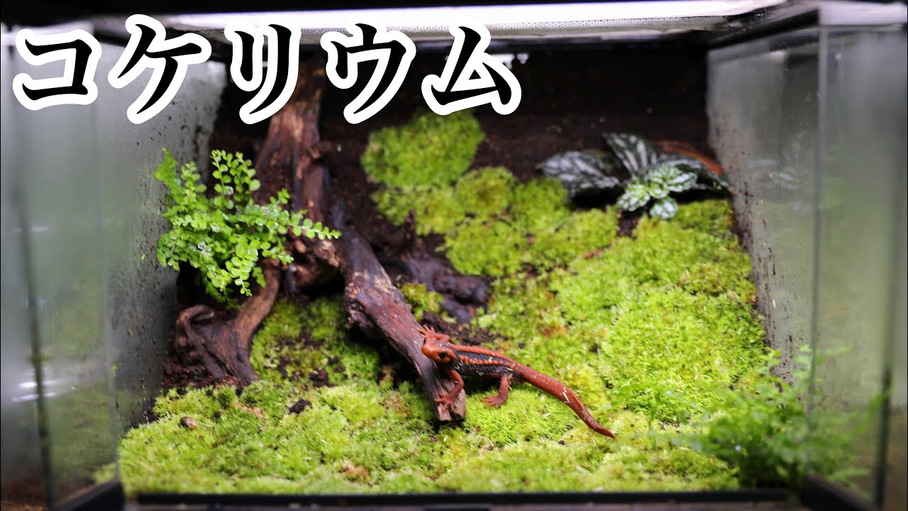 イモリを飼う為のコケリウムを作りました