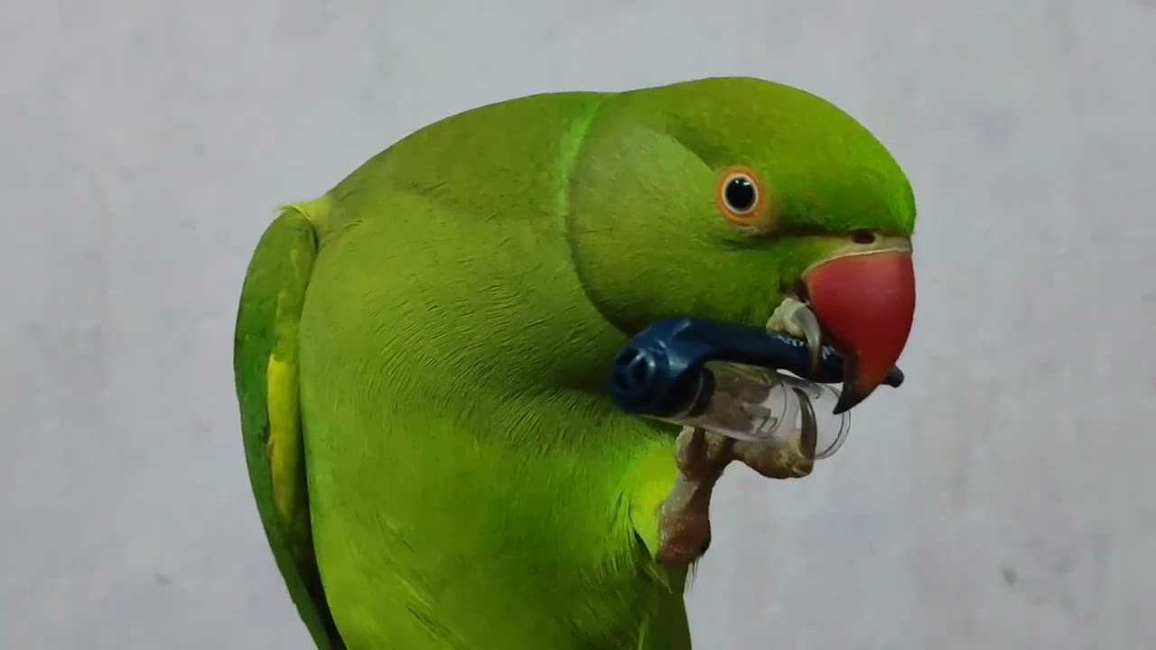 Playing Parrot 