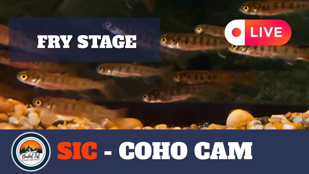 SIC - LIVE Coho Cam- March 13, 2026