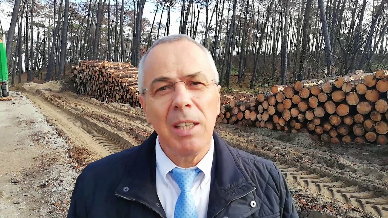 Forêt incendiée à Anglet. L'abattage des arbres, une course contre la montre