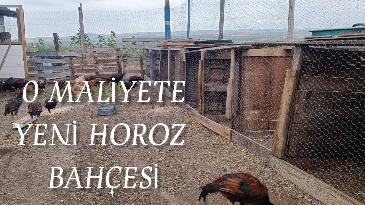 Eski bahçeyi yıktım yeni kafesler harika oldu / Hint horozu belgeseli 4. Bölüm