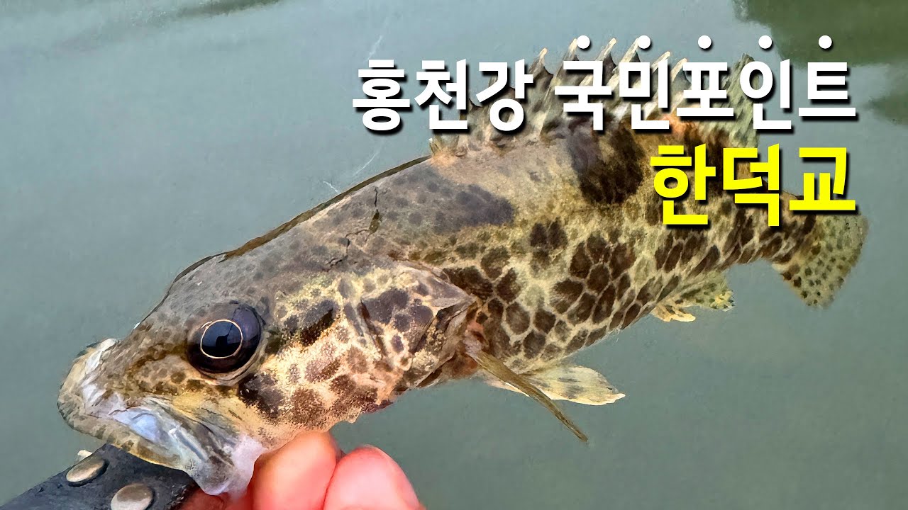 홍천강 국민 포인트 한덕교!! 쏘가리 루어낚시