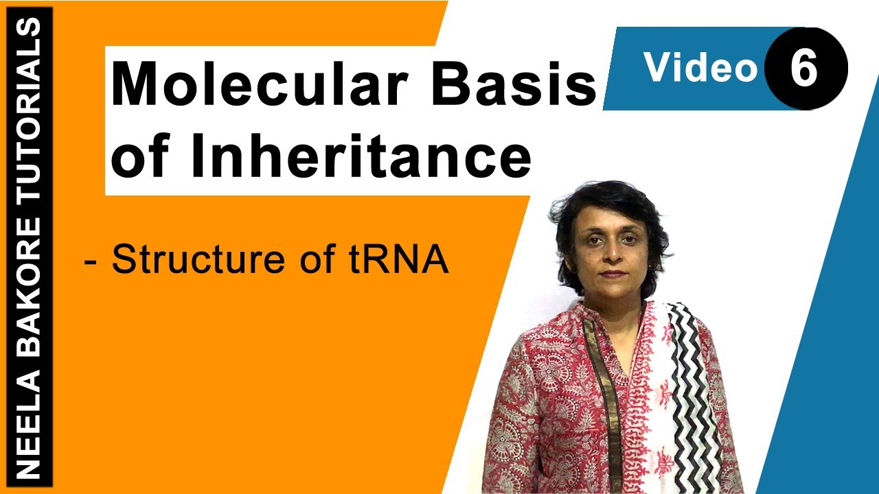 Molecular Basis of Inheritance | NEET | Structure of tRNA | Neela Bakore Tutorials