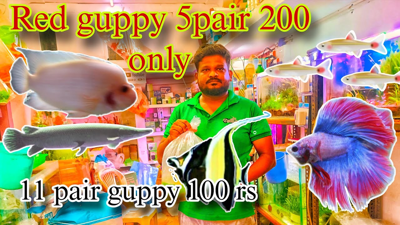 Red tail guppy 5 pair 200 only in Pudukkottai 