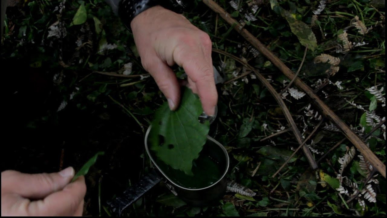 Kawakawa Tea At Mount Taupiri. Survival Food/Medicine/Insecticide From Wild Plants