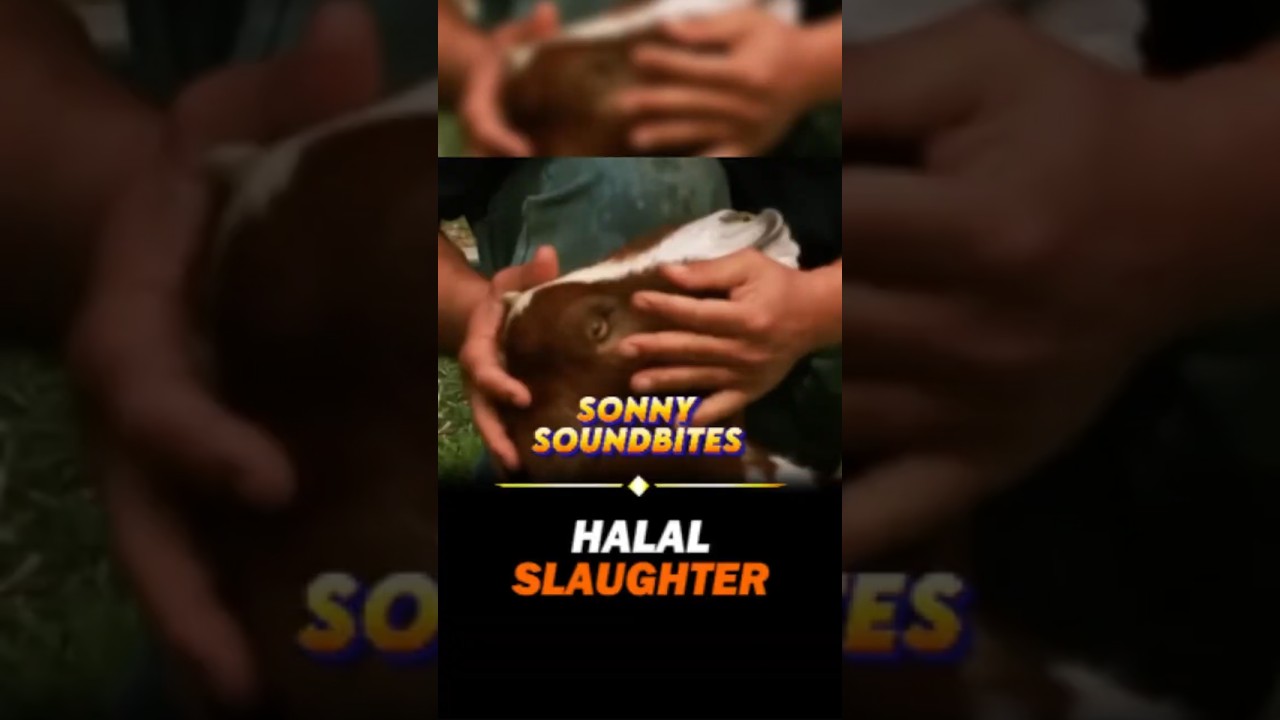 How HALAL slaughter is done حلال✅