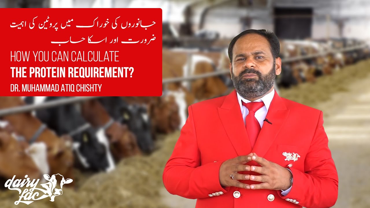 How you can calculate the protein requirement? Dr. Muhammad Atiq Chishty
