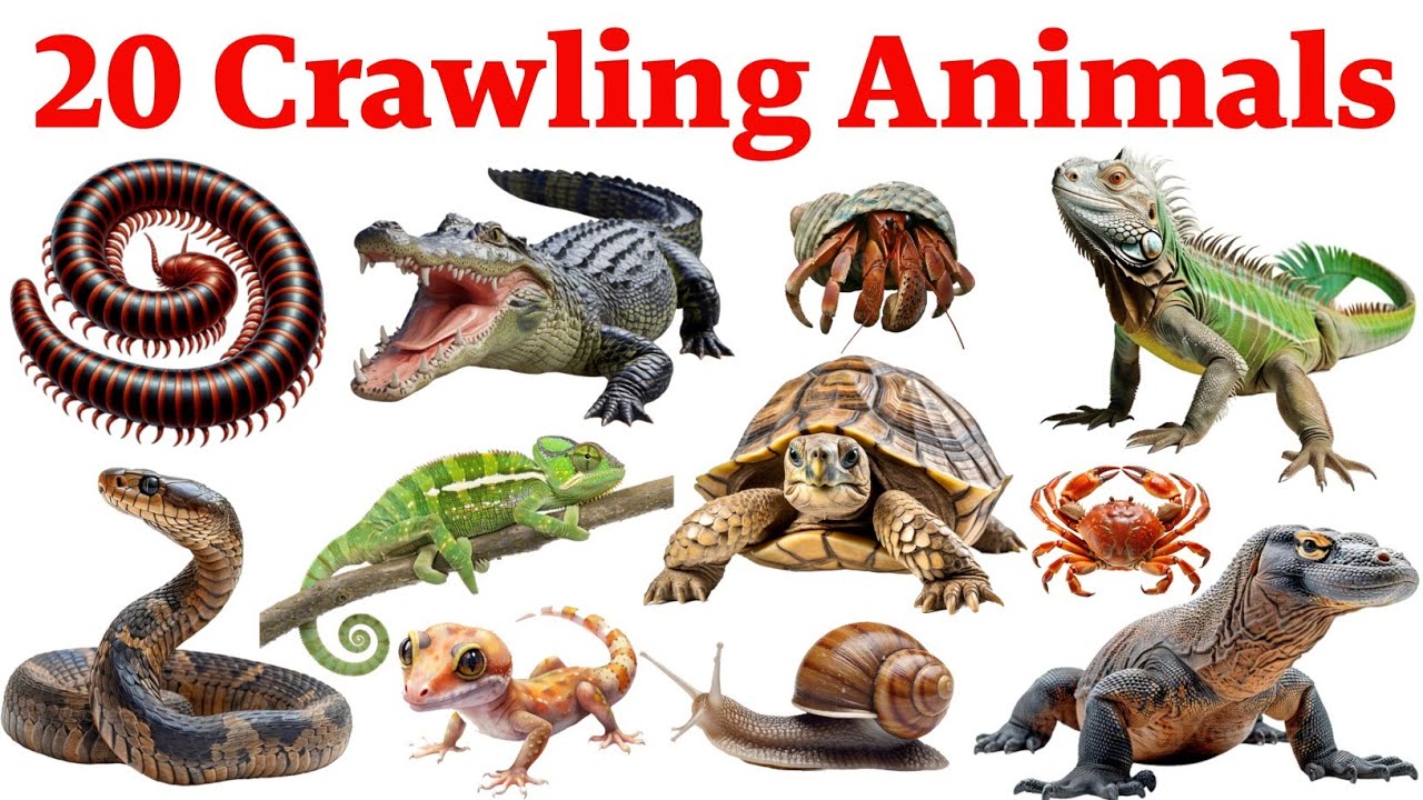 20 Crawling Animals Name for Kids | Learn Crawling Animals in English with Picture and Sounds 