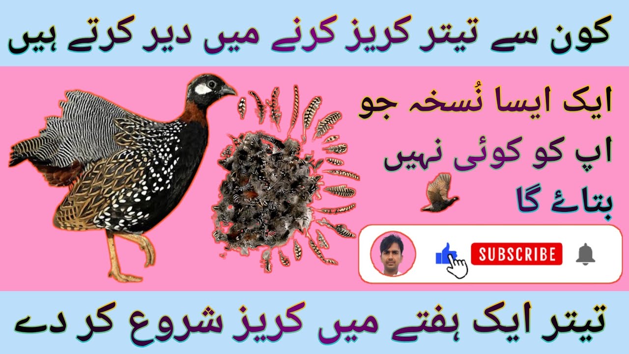Which pheasants are slow to crow Such a prescription pheasant can start the craze in a week #srp