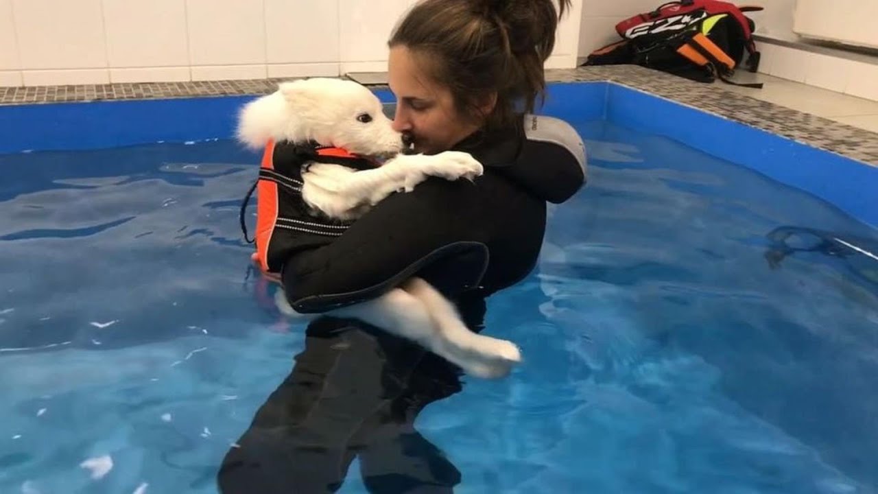 Крошечный щенок, родившийся другим, был брошен на помойке, пока не пришла любовь не изменила его мир