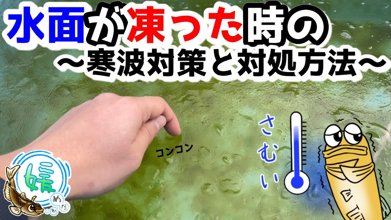 メダカ容器が凍結！？水面が凍った時の対処方法と冬の雪や雨の寒波対策【媛めだか】