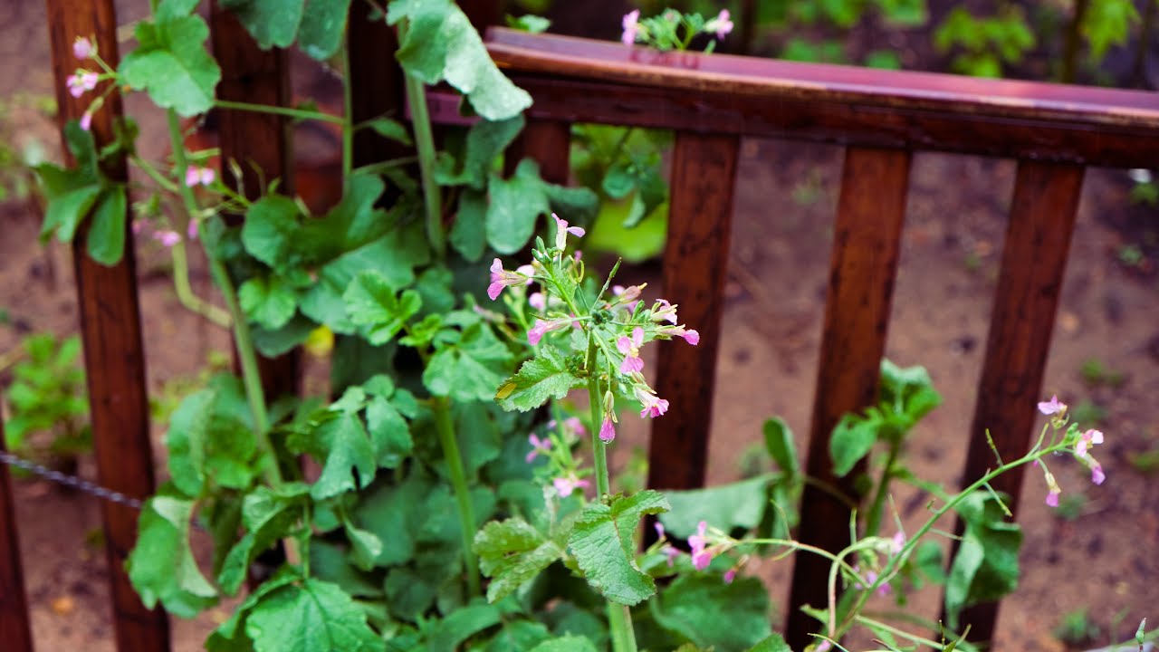 Relaxing rainy day at the garden 🌧️🌱