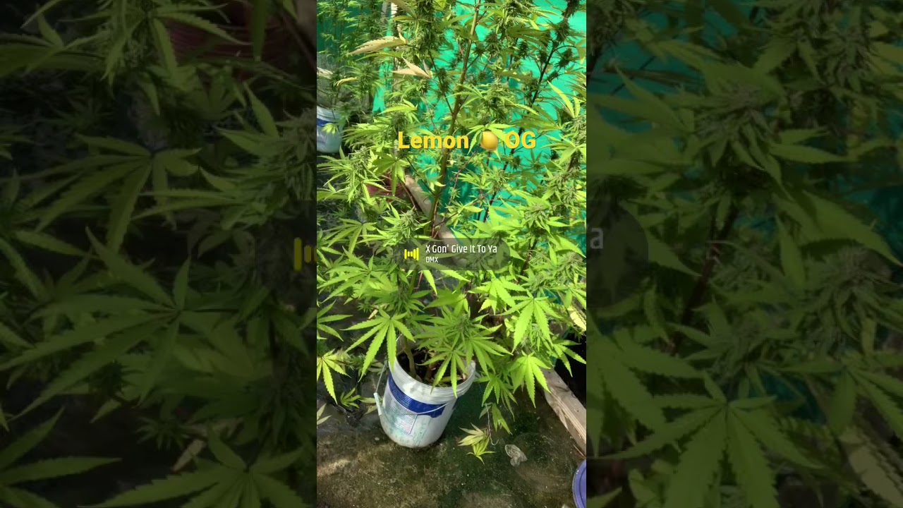 Lemon 🍋 OG