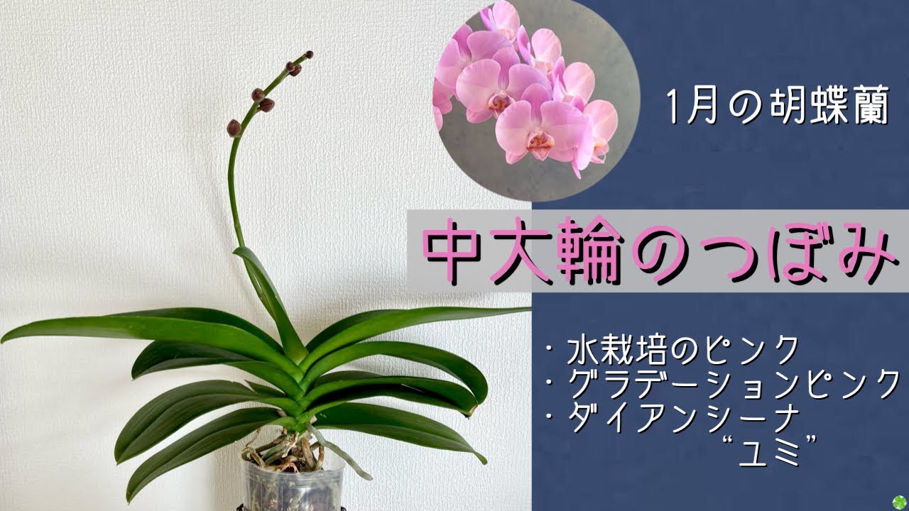 2026年1月25日　1月の胡蝶蘭　中大輪《つぼみ》　ダイアンシーナ“ユミ”　水栽培のピンク　グラデーションピンク