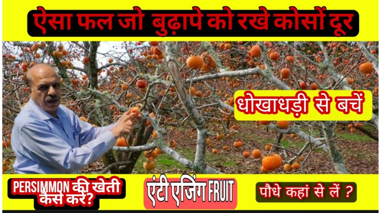 How to grow Persimmon fruit?Anti-aging fruit.जापानी फल की खेती कैसे करें Persimmon farming in India.