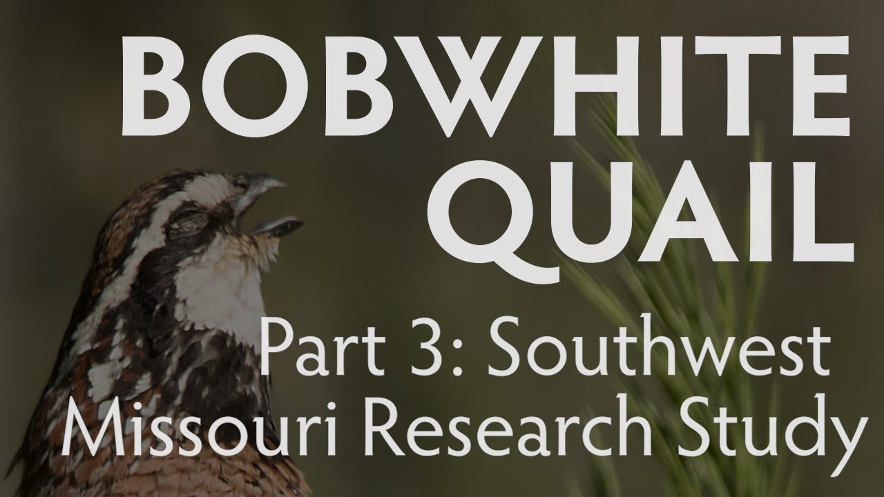 Bobwhite Quail | PART 3 |  The Southwest Missouri Bobwhite Quail Research Project