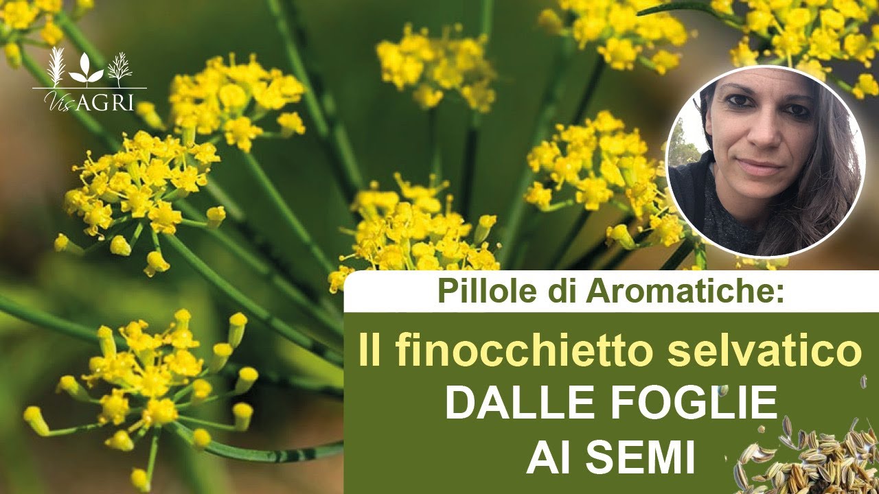 Dalle foglie ai semi, il finocchietto selvatico
