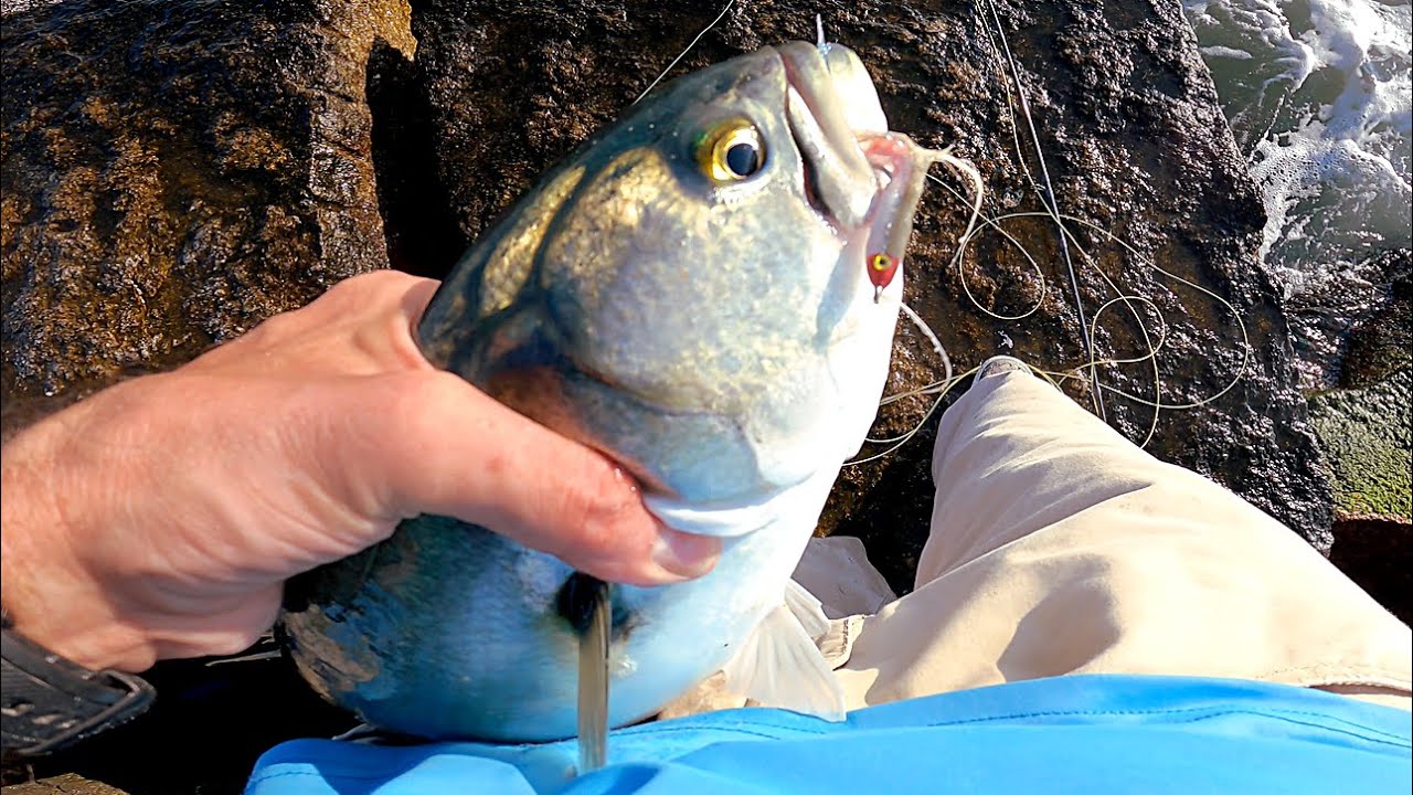 Chasing Summer BLUEFISH on the Rocks - Saltwater Fly Fishing for Blues