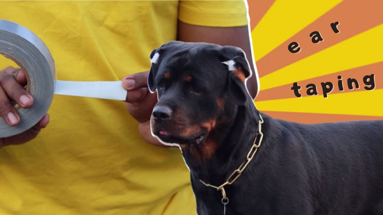 Dog Ear Taping at Home || Rottweiler Ear Taping || Chatty Rotty [IN TAMIL]