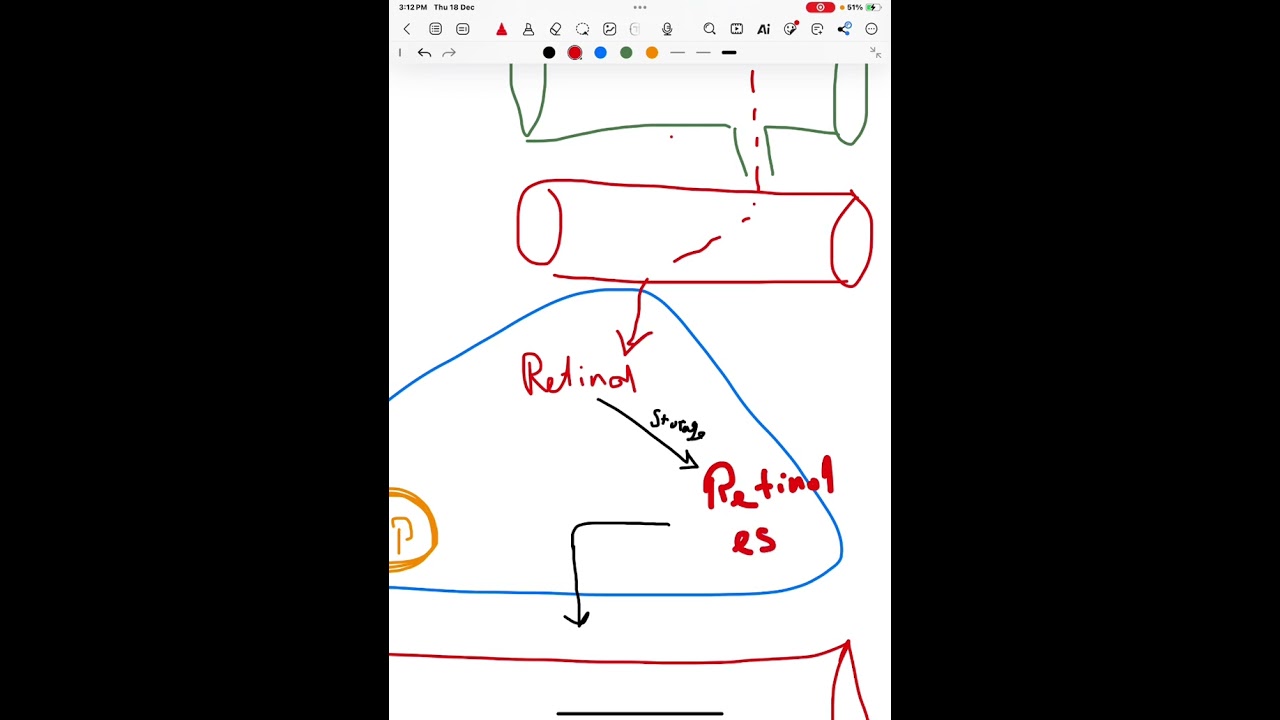 Lecture 17: Fat soluble vitamins 