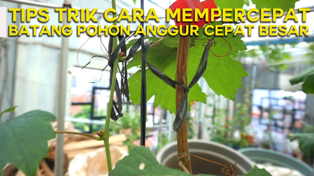 Tips & Trik Cara Mempercepat Batang Pohon Anggur Cepat Besar 🍇