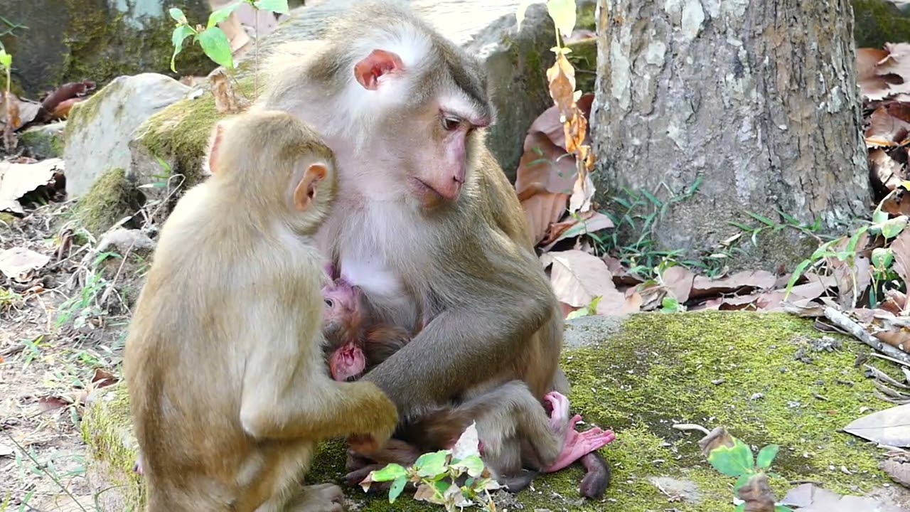 Baby was feed milk on Mom, and young brother care