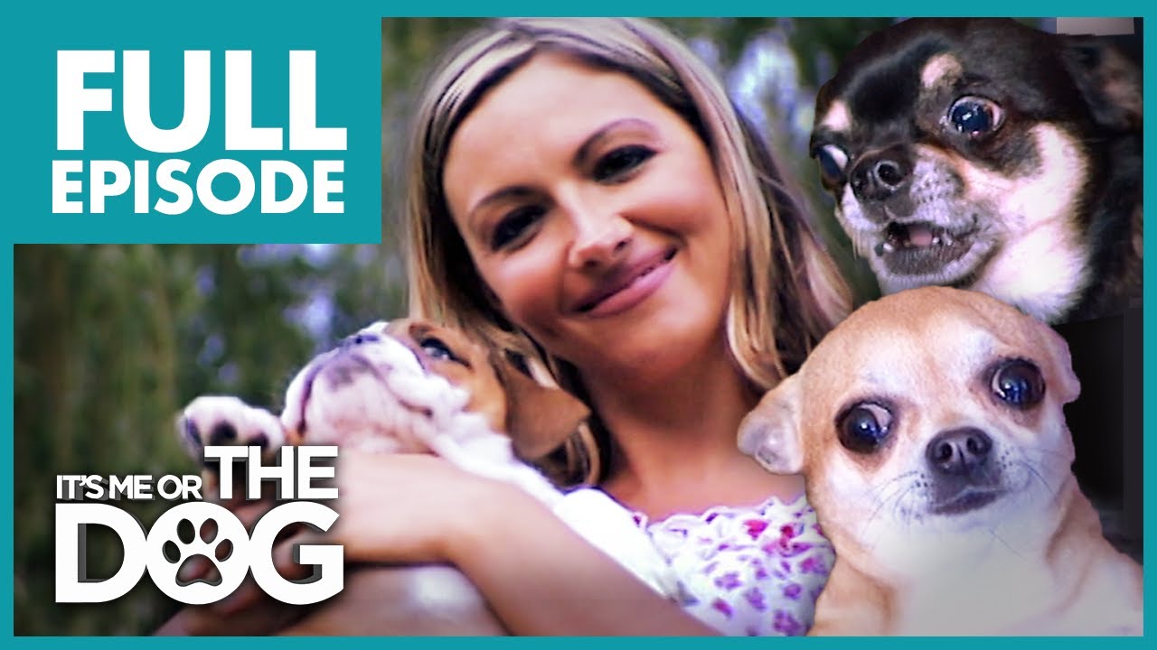 The Chihuahua Brat Pack: Jodie Marsh | Full Episode | It's Me or the Dog