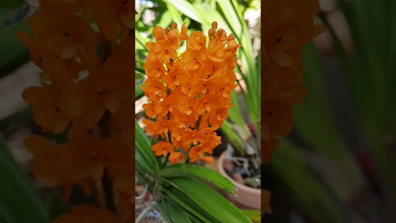 Vanda orchid care,  Ascocentrum miniatum. 5/8/2022