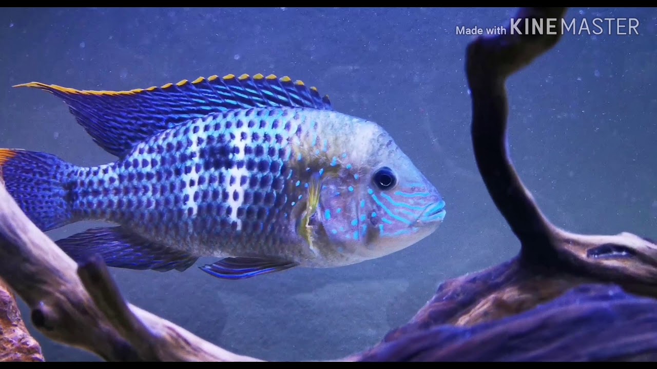 Acuario de ciclidos americanos // incre&iacute;ble