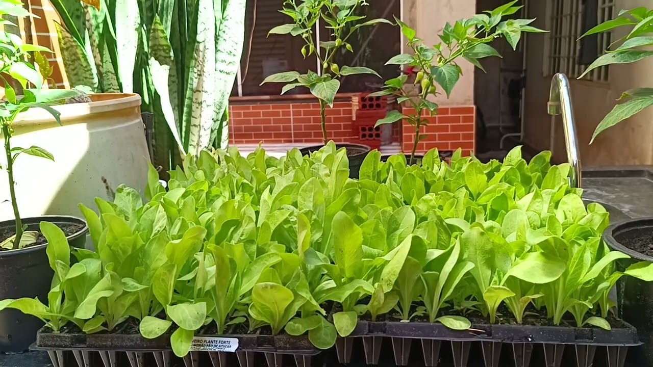 400 pés de almeirão, 15 pés couve, seis pés de pimentas biquinhos pra serem plantados.