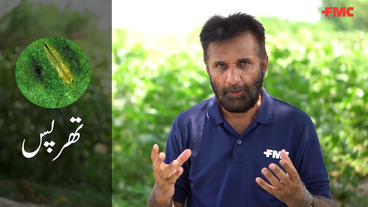 FMC John Bean Crop Expert (Cotton Thrips) By Akram Khan