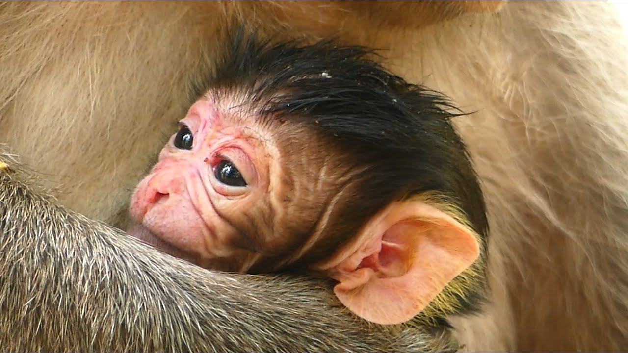 Welcome Another Newborn Monkey In Amber Troop, Monkey Angel Gave Successful This Morning.