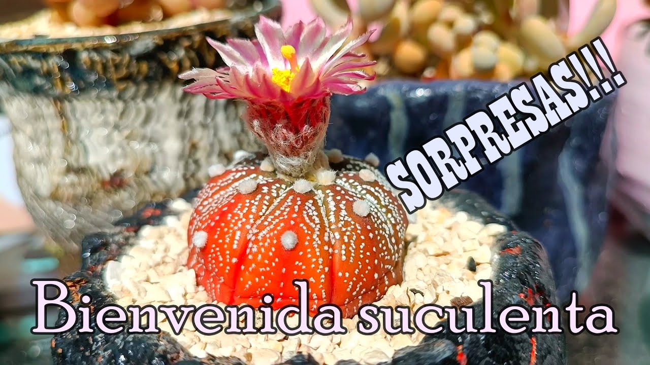 De vuelta en nuestro jardín suculento #cactus #suculentas #echeveria