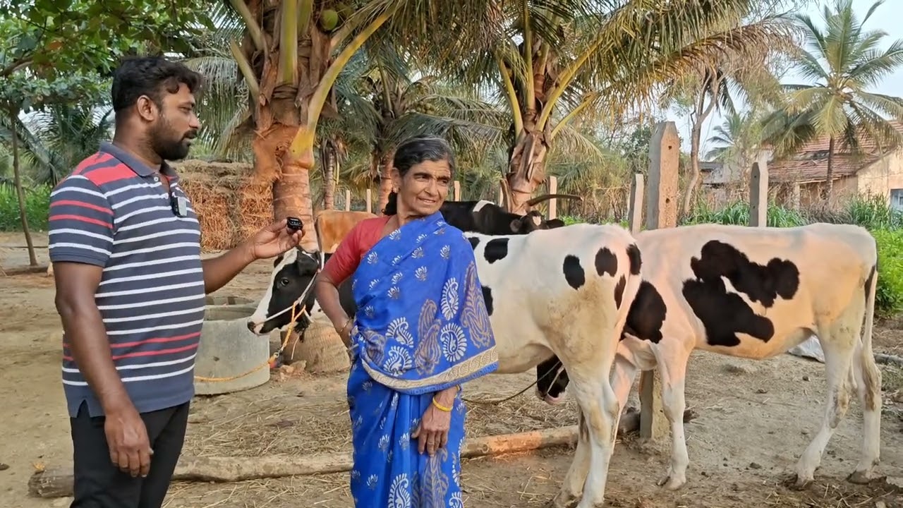 ಹೈನುಗಾರಿಕೆಯಲ್ಲಿ ಯಶಸ್ಸು ಕಂಡಂತ ಅಜ್ಜಿ ಮೊಮ್ಮಗನ ಯಶೋಗಾದೆ, ಯುವ ರೈತ ಸಂದೀಪ್ ಕುರುಬರ ದೊಡ್ಡಿ, ಮದ್ದೂರು ತಾಲೂಕು, 