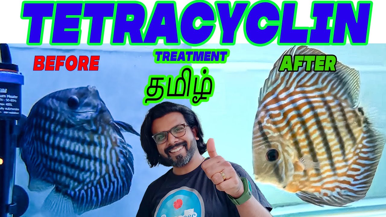 Tetracycline Treatment for fish TAMIL | Aquarium Fish Diseases and Treatment