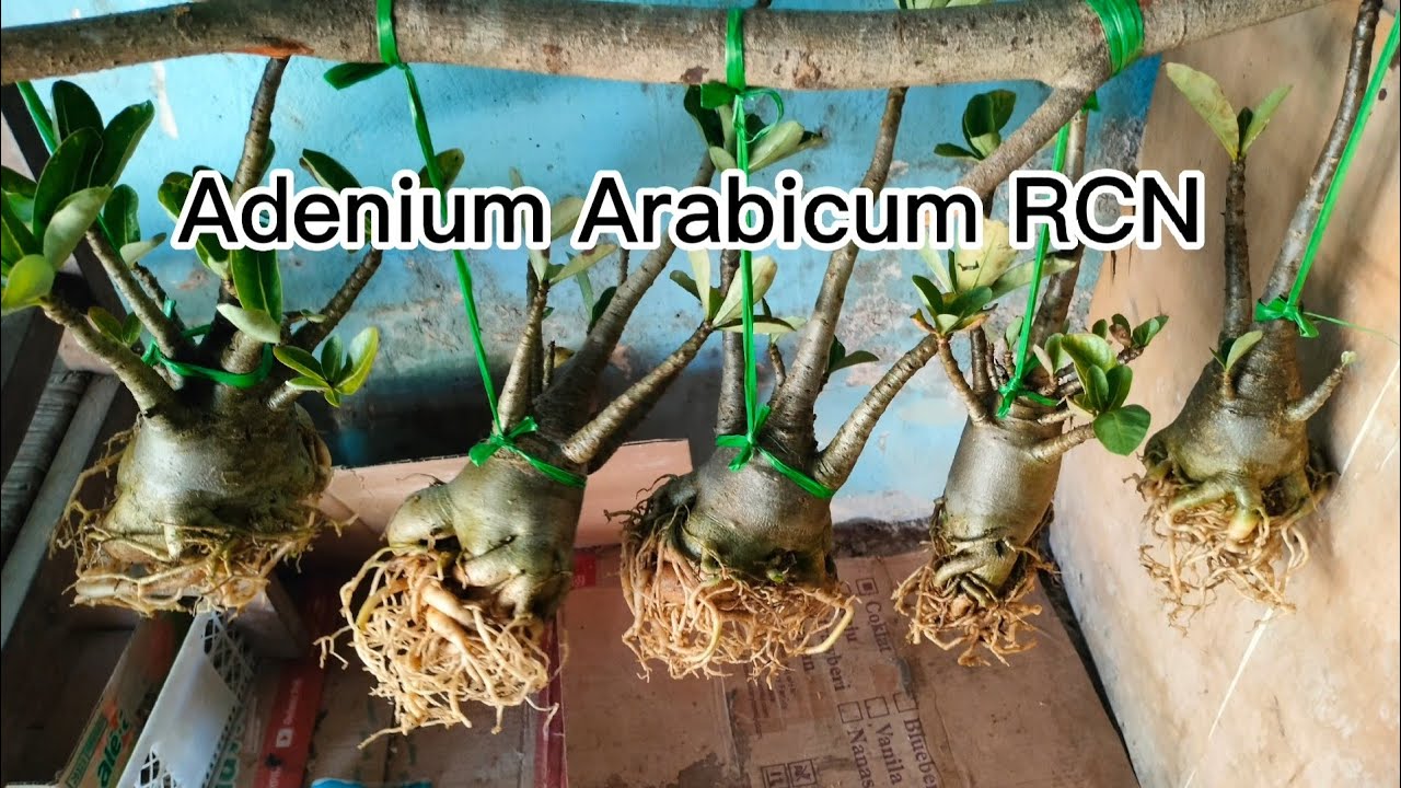Repotting dan Seleksi Akar Adenium Arabicum RCN (Media tanpa tanah)