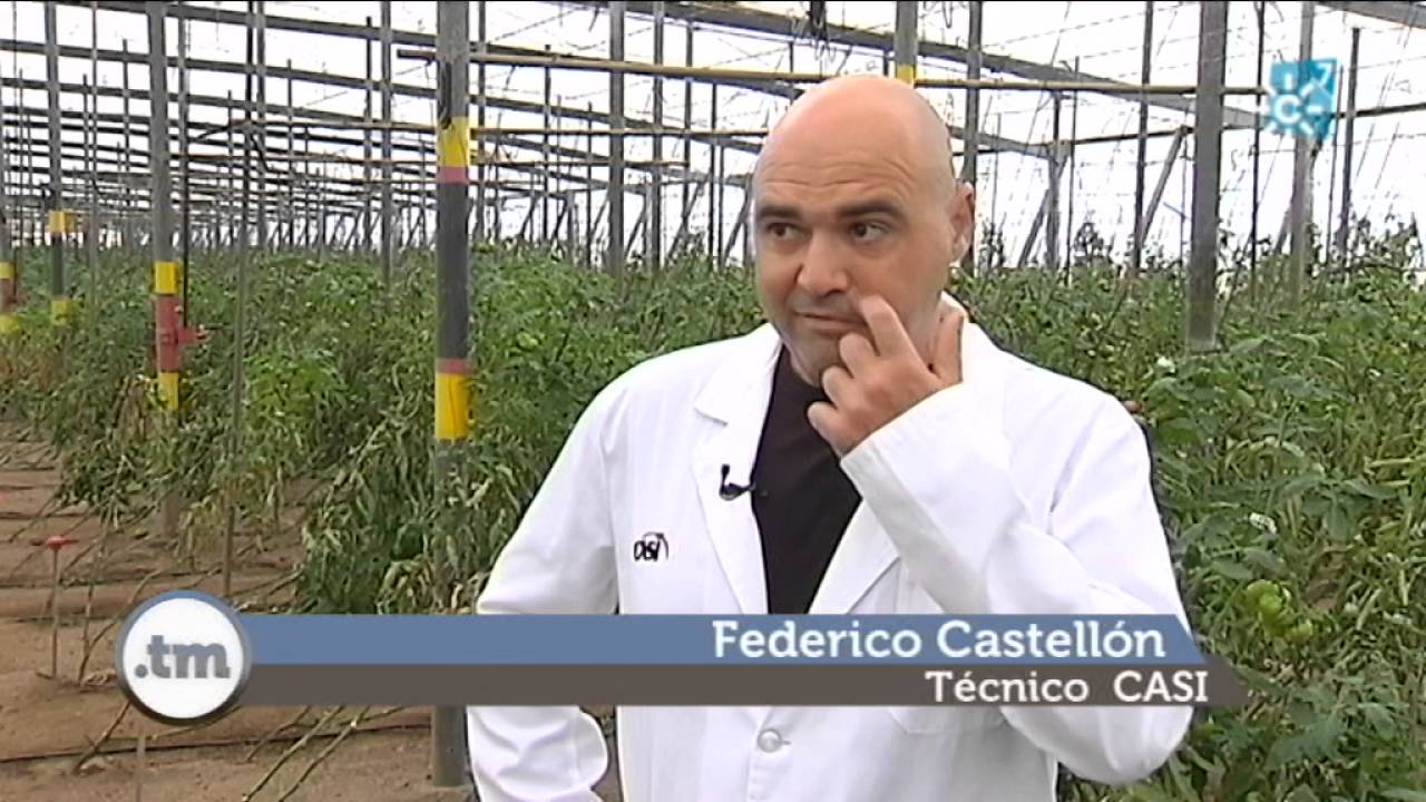Tomates raf y tirabeques en Dalías (Almería)