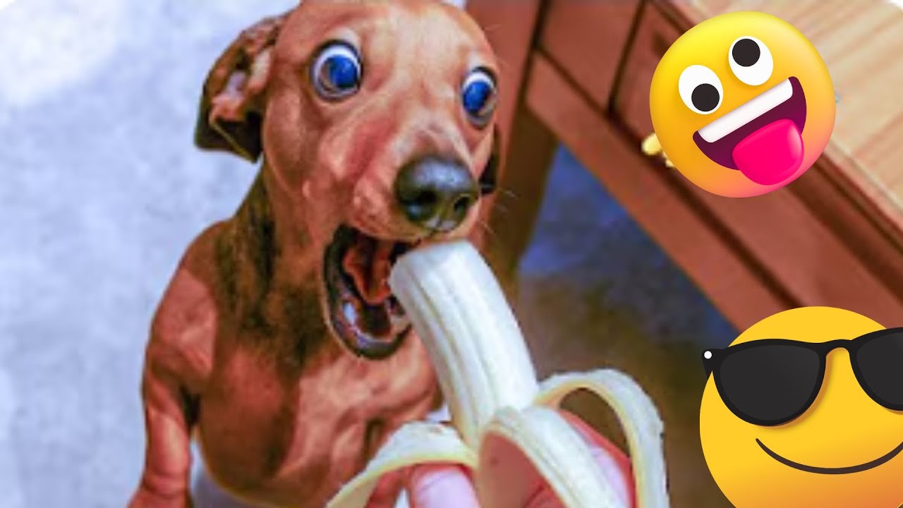 You&rsquo;ll LAUGH WAY TOO HARD at These Dogs and Cats 🤣  Funny  Animal Moments