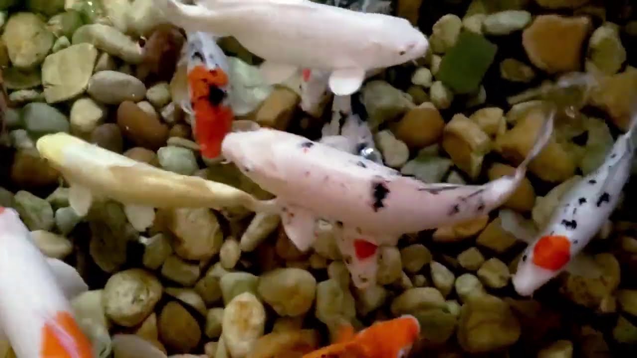 Koi Fish Relaxation | Cat TV [10 Hours]