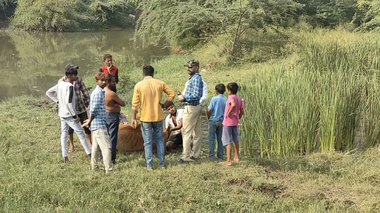 #gaushala #cow #gaaybhains #gaushala