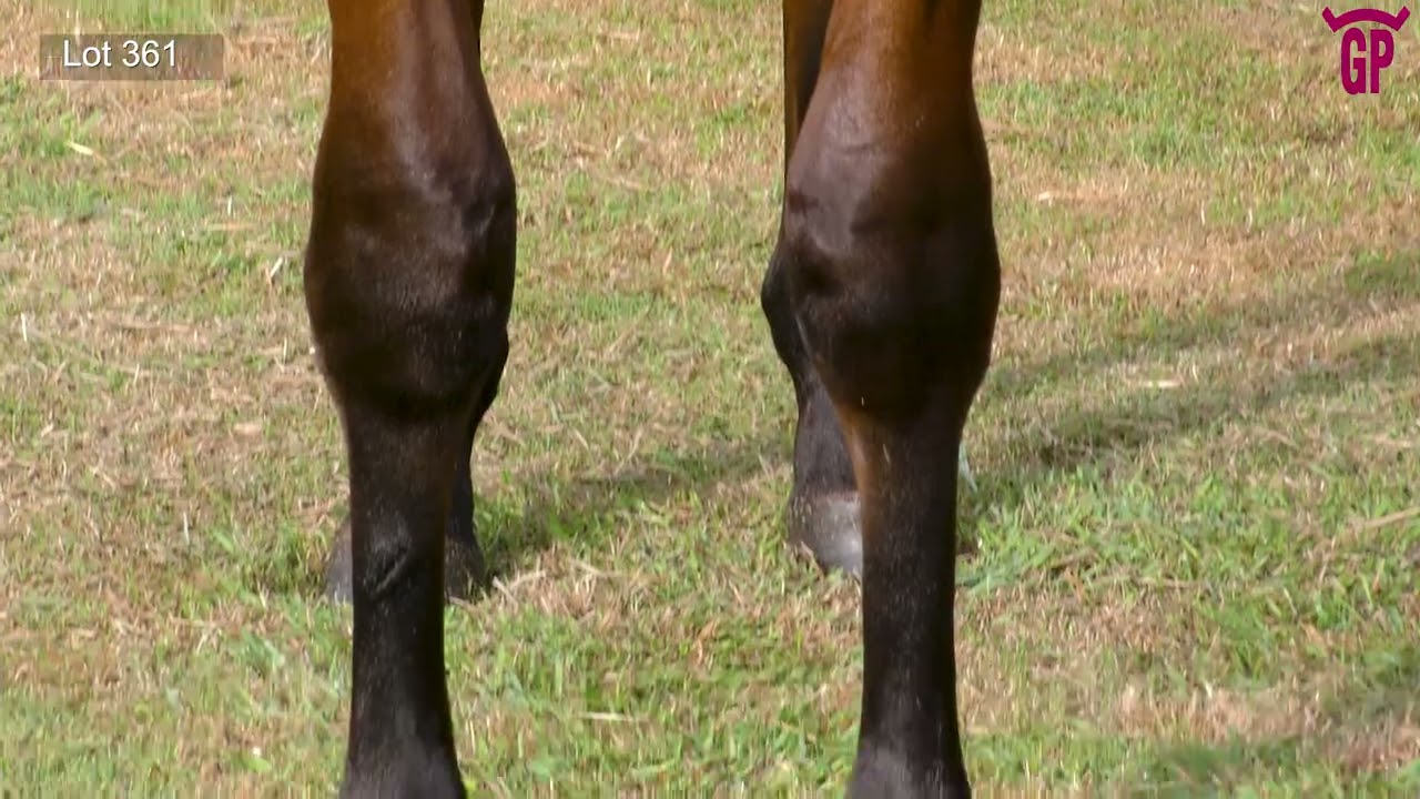 Lot 361 – Tiger Of Malay x Red Lighter colt. Height – 15½HH. Weight – 421kg.